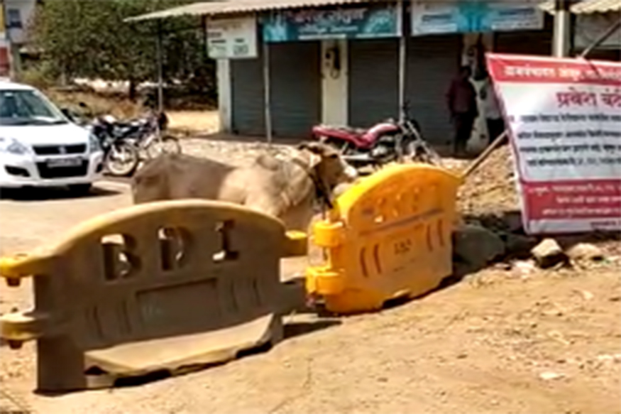 'लॉकडाऊन' बैलाला समजला मात्र नागरिकांना केव्हा समजणारा? व्हिडीओ व्हायरल