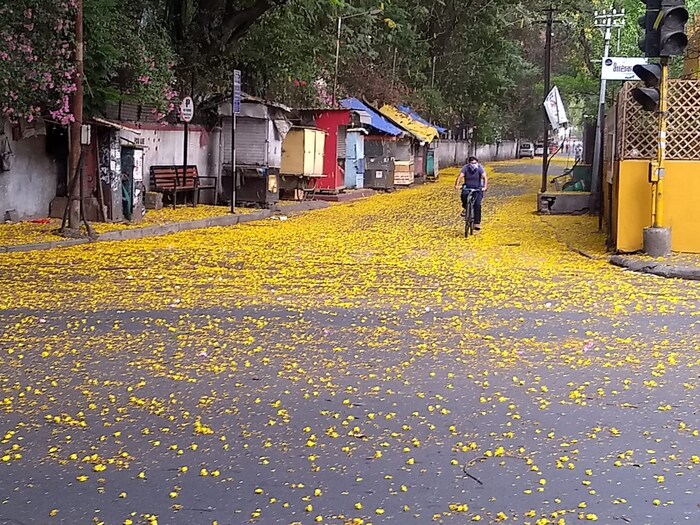 पुण्याच्या मेहेंदळे गॅरेजजवळचा हा रस्ता सोनफुलांच्या सड्याने अक्षरशः फुलून गेला. 