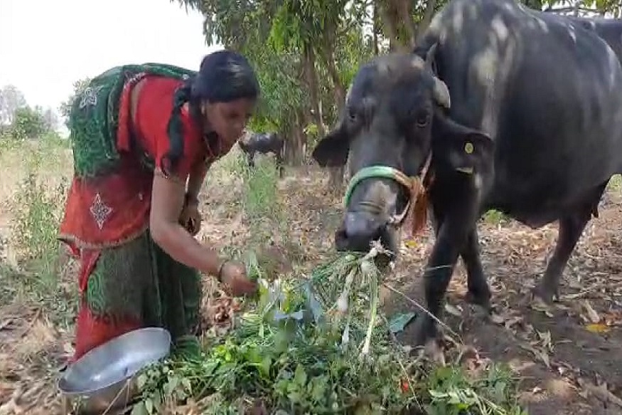 'भाजीपाला जनावरांना टाकू, पण आता शहरात आणणार नाही', अमानुष मारहाणीनंतर संतापले शेतकरी