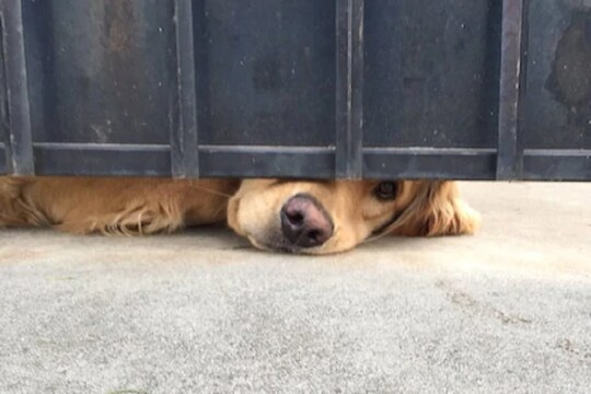 VIDEO : खरं प्रेम! घर सोडून परदेशात गेला मालक, 3 वर्ष अंगणात बसून वाट पाहतोय त्यांचा श्वान