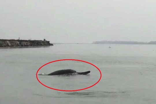 लॉकडाऊनमध्ये गंगा इतकी स्वच्छ झाली की दिसले डॉल्फिन? काय आहे VIRAL VIDEO मागचं सत्य