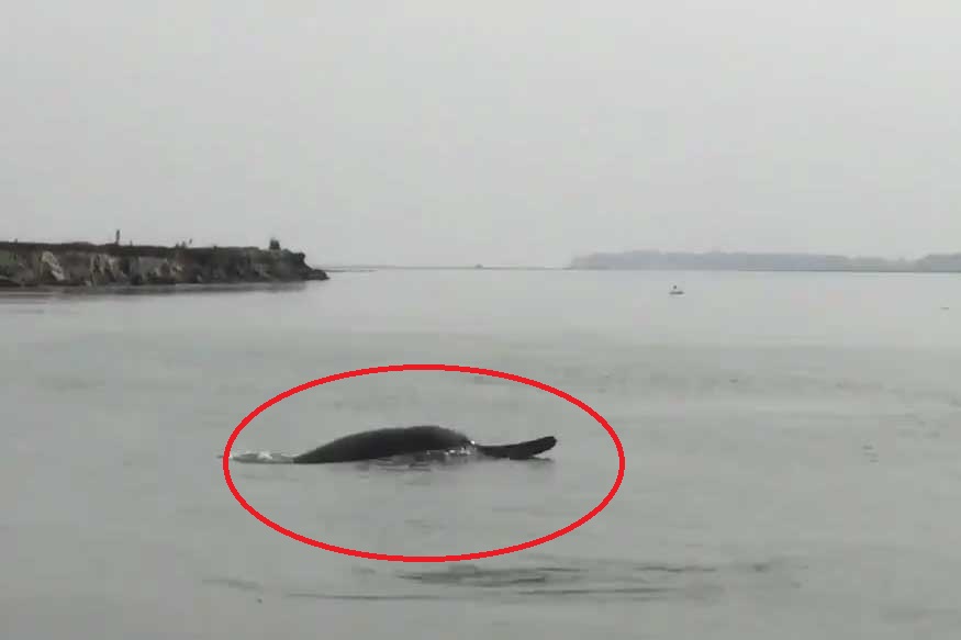 लॉकडाऊनमध्ये गंगा इतकी स्वच्छ झाली की दिसले डॉल्फिन? काय आहे VIRAL VIDEO मागचं सत्य