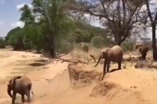 कोलांटी उडी मारणारा हत्ती कधी पाहिलाय का? सोशल मीडियावर VIDEO व्हायरल