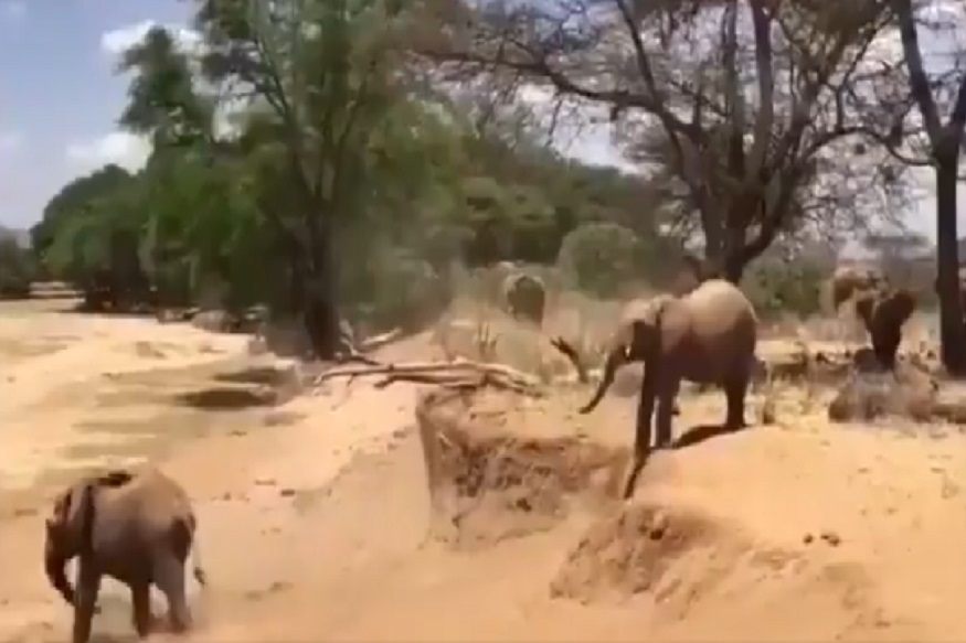 कोलांटी उडी मारणारा हत्ती कधी पाहिलाय का? सोशल मीडियावर VIDEO व्हायरल