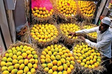 कोकणातील आंबा उत्पादकांचा लॉकडाऊनमध्ये फायदा, थेट ग्राहकांपर्यंत पोहोचवला हापूस