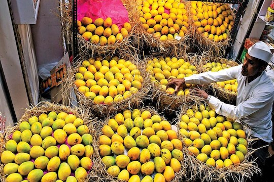 'हापूस'च्या युरोपवारीवर कोरोनामुळे बंधनं, फळांच्या राजाचे उत्पादन करणारे शेतकरी हवालदिल