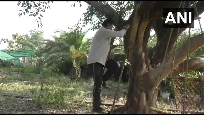 मुकूल यांनी त्यांचं घर एका झाडावर बांधलं आहे. ज्यात ते आरामात झोपू शकतात. याशिवाय या झाडाखाली एक झोपाळा आहे. ज्यामध्ये ते आरामही करु शकतात. (संकलन : मेघा जेठे)