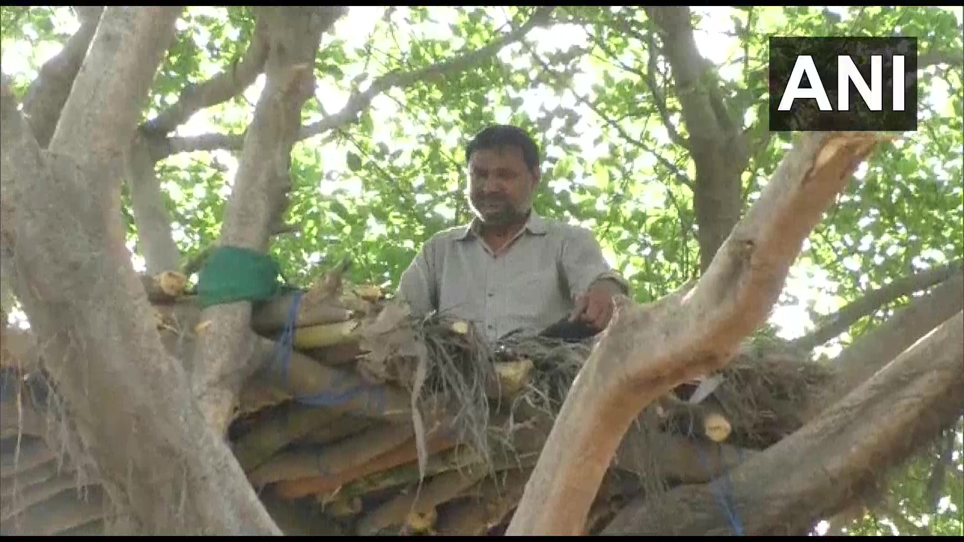 मुकूल त्यागी त्यांचा पूर्ण दिवस या झाडावरच घालवतात. ते या ठिकाणी पुस्तकं वाचतात. ते म्हणतात यामुळे मला निसर्गाच्या जवळ गेल्यासारखं वाटतं. (फोटो-ANI ट्विटर ) मुकूल त्यागी त्यांचा पूर्ण दिवस या झाडावरच घालवतात. ते या ठिकाणी पुस्तकं वाचतात. ते म्हणतात यामुळे मला निसर्गाच्या जवळ गेल्यासारखं वाटतं. (फोटो-ANI ट्विटर )