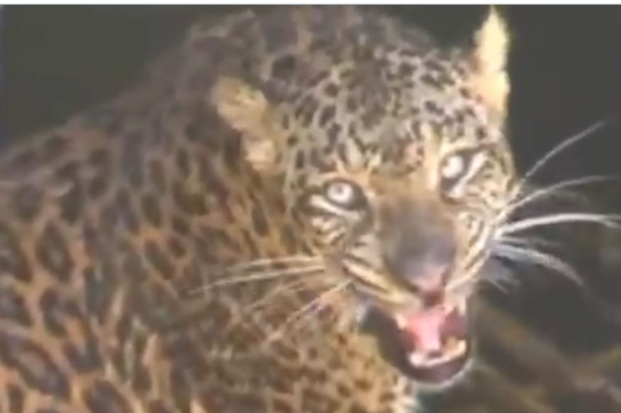 सापळ्यात पकडणाऱ्यांना शिताफीने दिला चकमा, बिबट्याचा VIDEO सोशल मीडियावर व्हायरल