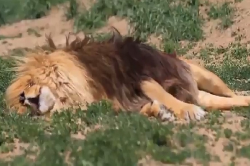 कुंभकर्णाला लाजवेल अशी झोप तर गर्जनेइतकं भीतीदायक घोरणं, सोशल मीडियावर सिंहाचा VIDEO व्हायरल