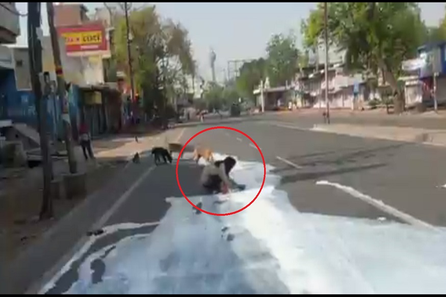 रस्त्यावर सांडलेलं दूध जेव्हा माणूस आणि कुत्रे एकाचवेळी पितात तेव्हा..., निशब्द करणारा VIDEO