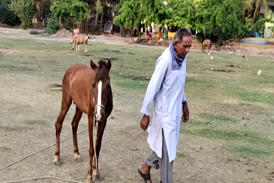 '...आता त्यांना काय खाऊ घालू' 5 घोड्यांचा मृत्यूमुळे टांगेवाला रडला