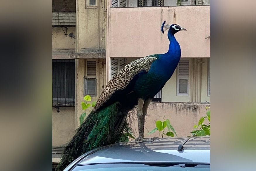 सध्या कोरोना व्हायरसमुळे देशभरात लॉकडाउन आहे. त्यामुळे अनेकांना वैताग आलेला असला तरी मात्र मुंबईत चक्क मोर दिसल्यानं सर्वांनाच सुखद धक्का बसला. सध्या कोरोना व्हायरसमुळे देशभरात लॉकडाउन आहे. त्यामुळे अनेकांना वैताग आलेला असला तरी मात्र मुंबईत चक्क मोर दिसल्यानं सर्वांनाच सुखद धक्का बसला.