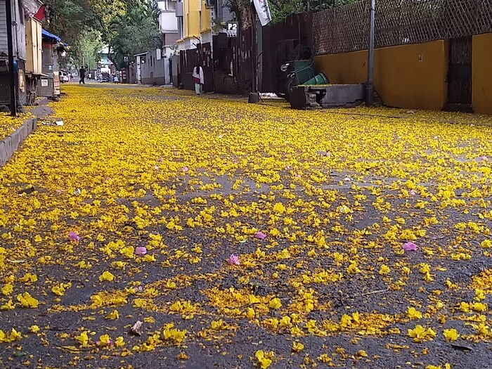 लॉकडाऊनमुळे कधी नव्हे ती शहरं चिडीचूप झाली आहेत. त्यामुळे भर रस्त्यातही निसर्ग असा भरभरून दान देतो आहे.