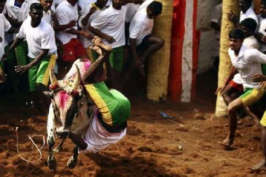 लॉकडाऊमधील सर्वात धक्कादायक बातमी, बैलाच्या अंत्यसंस्कारासाठी जमा झाले 3 हजार लोक