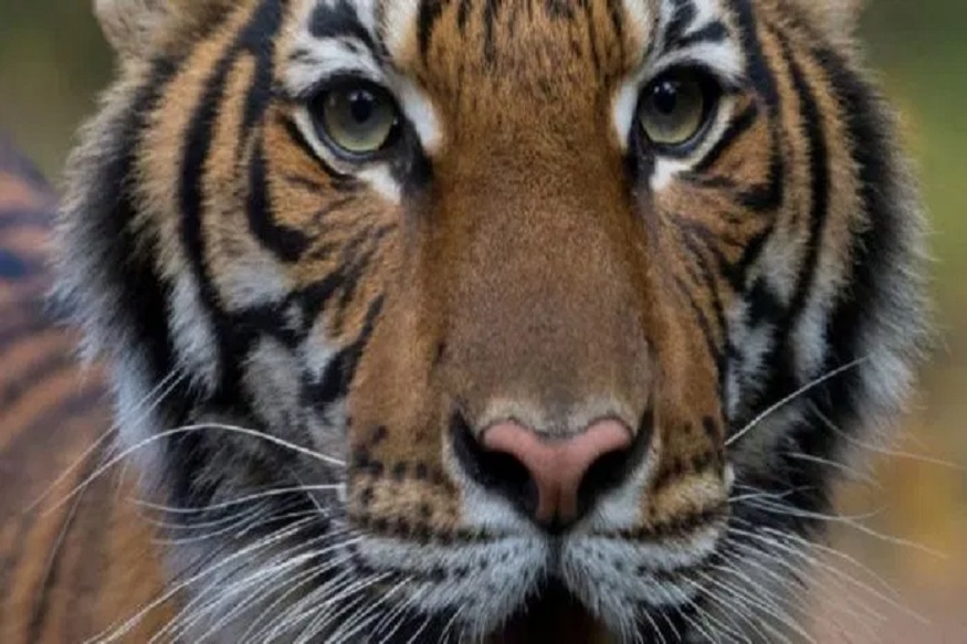 आता प्राण्यांमध्येही पसरणार कोरोना? न्यूयॉर्कमध्ये वाघिणीची चाचणी पॉझिटिव्ह