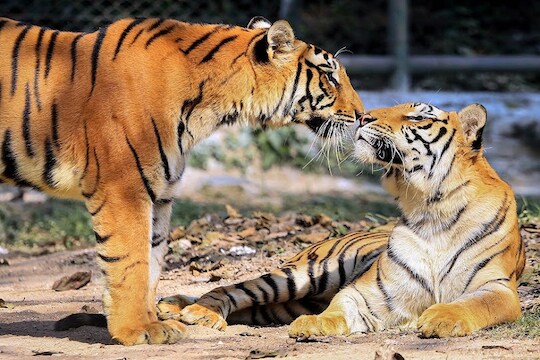 Jamshedpur: A pair of Royal Bengal tigers soak the sun on a cold winter afternoon at Tata Steel Zoological Park (TSZP) in Jamshedpur, Tuesday, Dec. 31, 2019. (PTI Photo)(PTI12_31_2019_000152B)