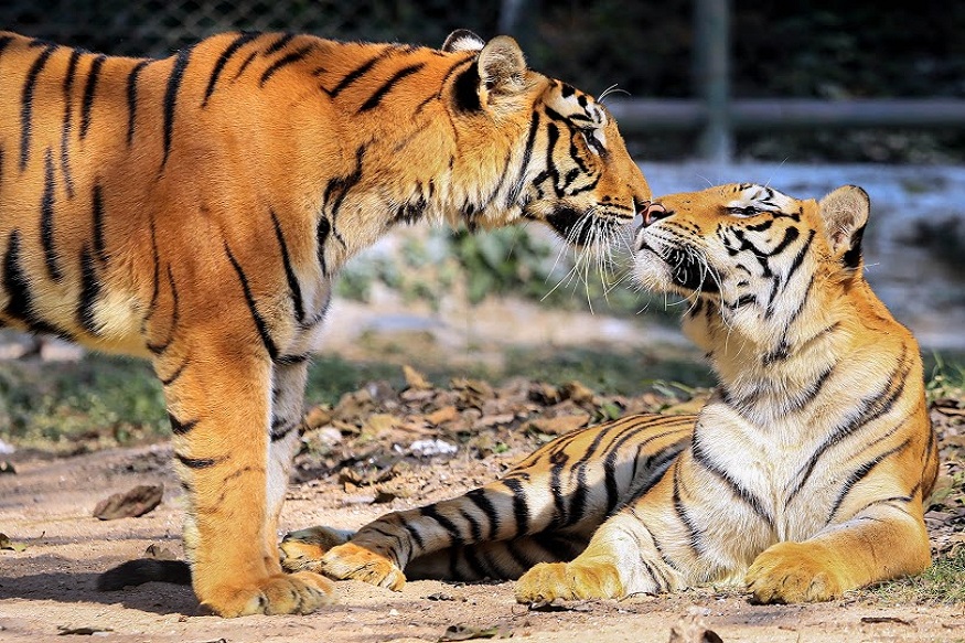 Jamshedpur: A pair of Royal Bengal tigers soak the sun on a cold winter afternoon at Tata Steel Zoological Park (TSZP) in Jamshedpur, Tuesday, Dec. 31, 2019. (PTI Photo)(PTI12_31_2019_000152B)