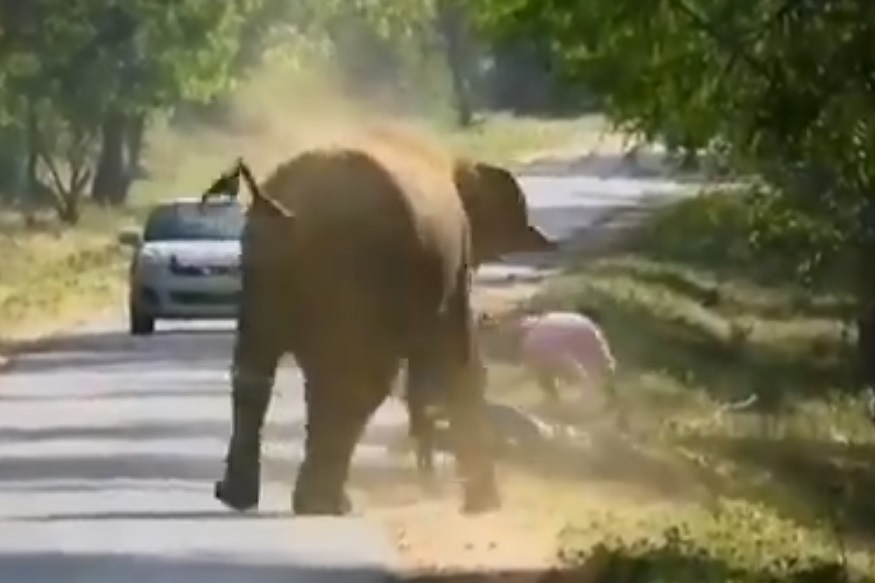 आपल्या पिल्ल्यांसोबत जात होता हत्ती समोरून आली दुचाकी पुढे काय झालं पाहा VIDEO