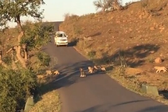 गाडीसमोर आले मोजताही येणार नाहीत इतके सिंह, ड्रायव्हरने काय केलं पाहा VIDEO