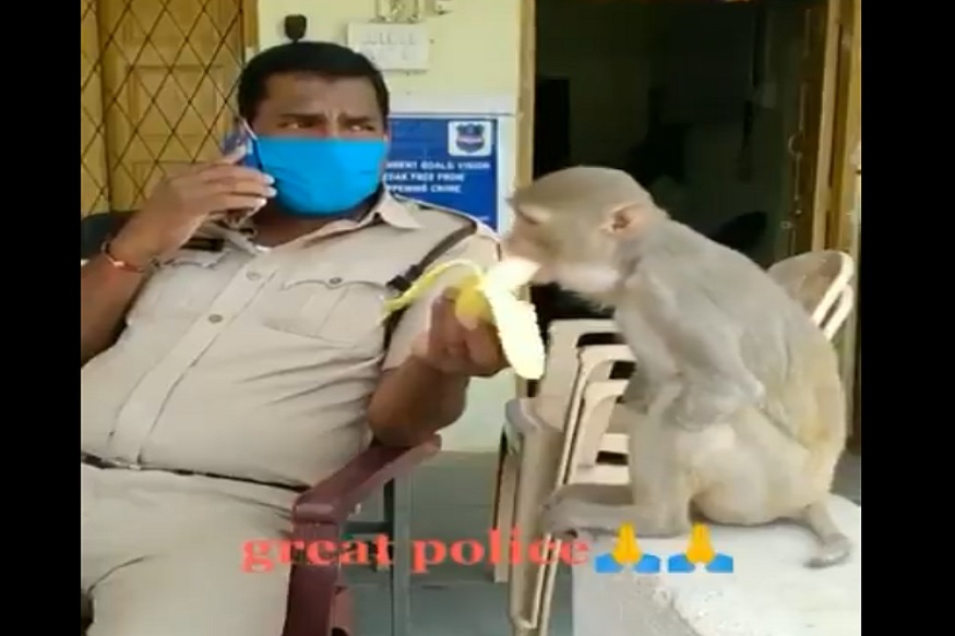 माणुसकीचा पाझर, हात नसलेल्या माकडाला पोलीस अधिकारी भरवतोय केळ, VIDEO VIRAL