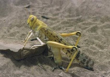 locust हे एकप्रकारे टोळच म्हटले जातात. locust हे नाव लॅटिन भाषेतून आलं आहे. टोळधाड येऊन गेल्यावर जमीन जळून गेल्यासारखी दिसते.टोळ जगभर सर्वत्र आढळत असून आफ्रिका खंडात त्यांचा उपद्रव जास्त प्रमाणत होता आता भारतातही त्यांनी हैदोस घालण्यास सुरुवात केली आहे. locust हे एकप्रकारे टोळच म्हटले जातात. locust हे नाव लॅटिन भाषेतून आलं आहे. टोळधाड येऊन गेल्यावर जमीन जळून गेल्यासारखी दिसते.टोळ जगभर सर्वत्र आढळत असून आफ्रिका खंडात त्यांचा उपद्रव जास्त प्रमाणत होता आता भारतातही त्यांनी हैदोस घालण्यास सुरुवात केली आहे.