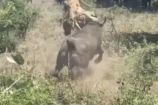 म्हशीसोबत पंगा सिंहाला पडला भारी, असं काय घडलं? एकदा पाहाच हा VIDEO