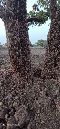 राजस्थान, मध्य प्रदेशानंतर आता Locusts ह्या किड्यांनी महाराष्ट्रातील विदर्भात मोठा हल्ला केला आहे. मंगळवारी नागपूर आणि वर्ध्यातील अनेक गावांमध्ये या किड्यांनी पिकांवर हल्ला केला आहे. राजस्थान, मध्य प्रदेशानंतर आता Locusts ह्या किड्यांनी महाराष्ट्रातील विदर्भात मोठा हल्ला केला आहे. मंगळवारी नागपूर आणि वर्ध्यातील अनेक गावांमध्ये या किड्यांनी पिकांवर हल्ला केला आहे.