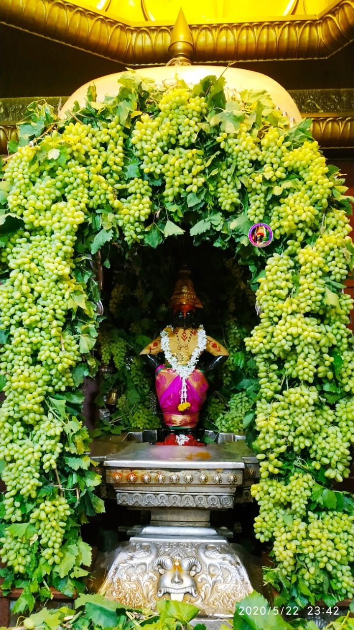 आपण पाहू शकता अगदी मंदिराच्या प्रवेशद्वारापासून गाभाऱ्यापर्यंत अखंड द्राक्षांचा घोस वापरून ही सुंदर आरास करण्यात आली आहे. आपण पाहू शकता अगदी मंदिराच्या प्रवेशद्वारापासून गाभाऱ्यापर्यंत अखंड द्राक्षांचा घोस वापरून ही सुंदर आरास करण्यात आली आहे.
