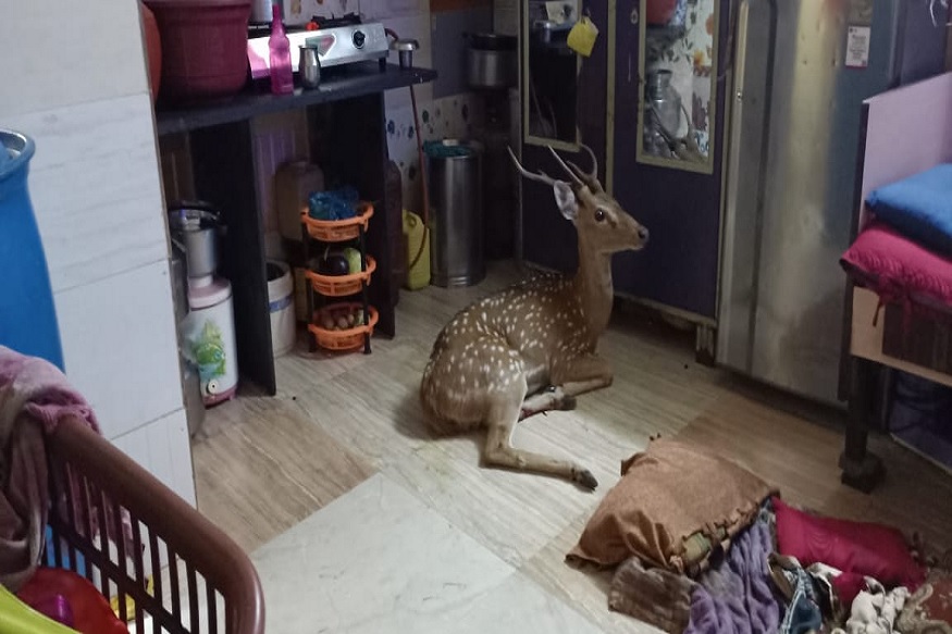 VIDEO : लॉकडाऊनमध्ये खाण्याच्या शोधा घरी आला जंगली पाहुणा छतावर चढला आणि...