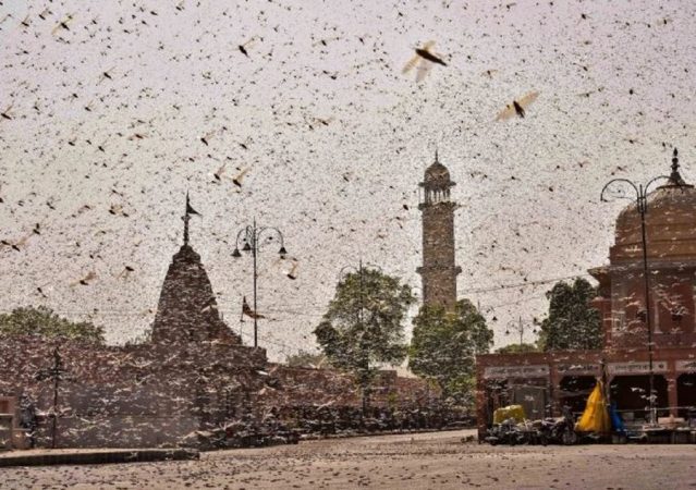 शेत, घरं, झाडं सगळीकडे या किड्यांनी थैमान घातलं आहे. नागपुरात आधीच कोरोना आणि उष्णतेचा लाटेमुळे नागरिक हैराण असताना आता आणखी एक संकट विदर्भवासीयांसमोर उभं आहे. शेत, घरं, झाडं सगळीकडे या किड्यांनी थैमान घातलं आहे. नागपुरात आधीच कोरोना आणि उष्णतेचा लाटेमुळे नागरिक हैराण असताना आता आणखी एक संकट विदर्भवासीयांसमोर उभं आहे.