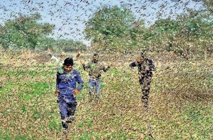 राजस्थानमधील जयपूरसह अनेक भागांमध्ये Locusts या किड्यांनी थैमान घातलं आहे. या किड्यांनी सगळं शेत फस्त केलं तर झाडं, घरं सगळ्यावर कब्जा केला आहे. राजस्थानमधील जयपूरसह अनेक भागांमध्ये Locusts या किड्यांनी थैमान घातलं आहे. या किड्यांनी सगळं शेत फस्त केलं तर झाडं, घरं सगळ्यावर कब्जा केला आहे.