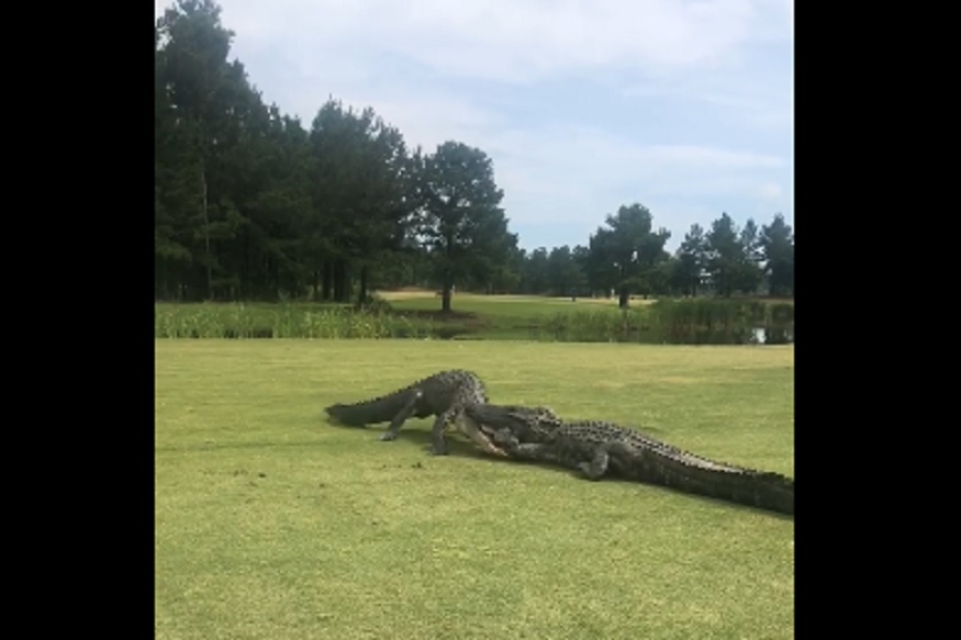 मगरींमध्ये 2 तास सुरू होती लढाई, जबडा पकडून एकमेकींना लोळवलं; 8 लाखांपेक्षा जास्त वेळा पाहिला गेला VIDEO