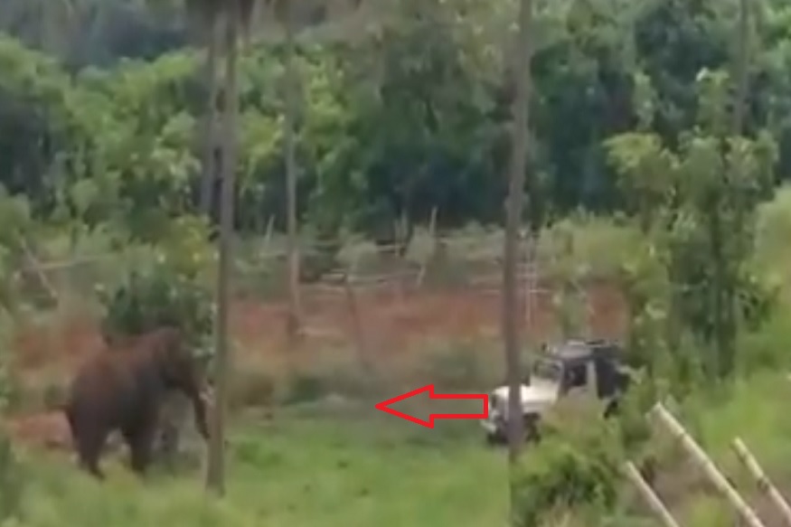 ...आणि अचानक समोर आला हत्ती, पुढे काय घडलं पाहा श्वास रोखून ठेवणारा VIDEO