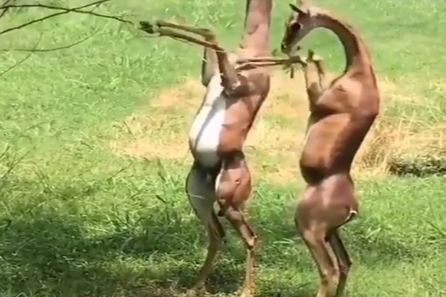 जिराफासारख्या दिसणाऱ्या प्राण्याच्या 'जंगल डेट'चा VIDEO व्हायरल, लोकांनी केल्या या कमेंट्स
