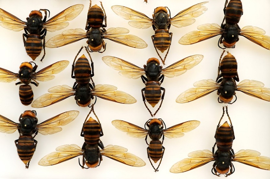 Asian giant hornets from Japan are shown in a display case at the Washington state Department of Agriculture, Monday, May 4, 2020, in Olympia, Wash. The insect, which has been found in Washington state, is the world's largest hornet, and has been dubbed the "Murder Hornet" in reference to its appetite for honey bees, and a sting that can be fatal to some people. (AP Photo/Ted S. Warren)