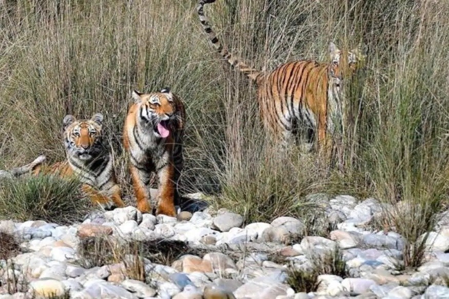 जिम कॉर्बेटच्या बिजरानी रेंजमधील खली नावाचा वाघ आणि शर्मिली नावाची वाघिण खूप प्रसिद्ध आहेत. त्यानंतर ढिकाला झोनमध्ये पारो आणि तिचे बछडे पर्यटकांसाठी आकर्षणाचा विषय आहेत. जिम कॉर्बेटच्या बिजरानी रेंजमधील खली नावाचा वाघ आणि शर्मिली नावाची वाघिण खूप प्रसिद्ध आहेत. त्यानंतर ढिकाला झोनमध्ये पारो आणि तिचे बछडे पर्यटकांसाठी आकर्षणाचा विषय आहेत.