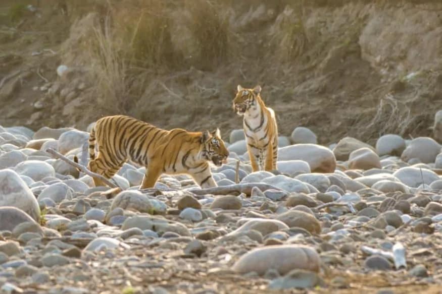 नॅशनल पार्कमधील गाइड आणि याठिकाणी नेहमी येणाऱ्यामध्ये पारोच्या बछड्यांची मस्ती फार प्रसिद्ध आहे. कधी कधी ते एकमेकांचा पाठलाग करताना देखील पाहायला मिळतात. नॅशनल पार्कमधील गाइड आणि याठिकाणी नेहमी येणाऱ्यामध्ये पारोच्या बछड्यांची मस्ती फार प्रसिद्ध आहे. कधी कधी ते एकमेकांचा पाठलाग करताना देखील पाहायला मिळतात.