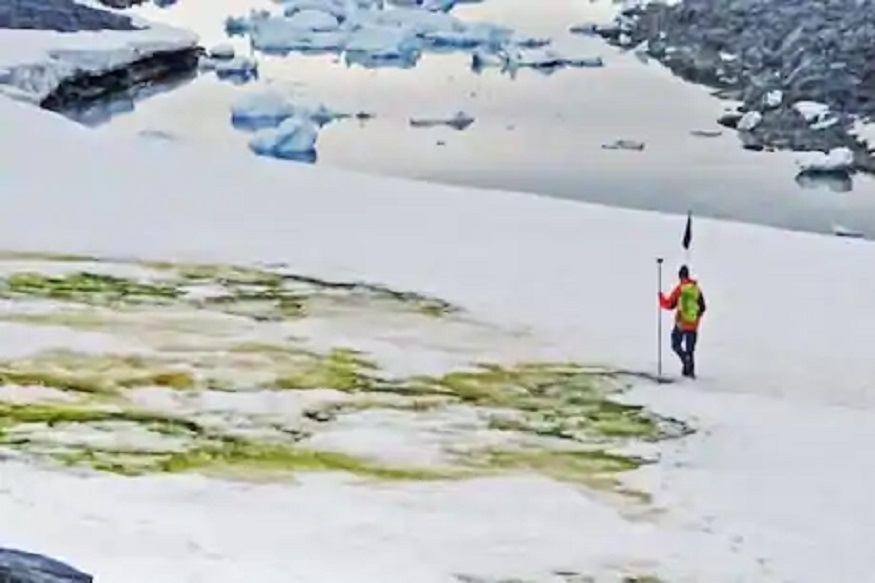 निसर्गाने बदलला रंग; अंटार्क्टिकातील डोंगरावरील पांढऱ्या बर्फाचा रंग हिरवा झाला