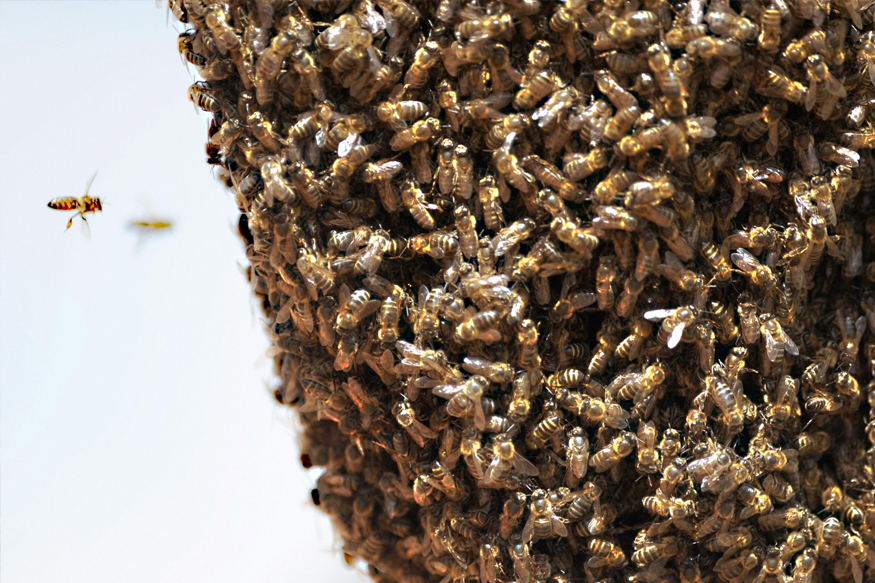 मावळमध्ये घडली भयंकर घटना, मधमाशांच्या भीषण हल्ल्यात एकाच मृत्यू