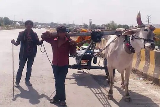 लॉकडाऊनमध्ये एक बैल कमी पडला म्हणून गाडीला स्वत:ला जुंपलं, निःशब्द करणारा VIDEO