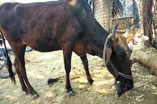 भयंकर! हिमाचल प्रदेशात गर्भवती गाईला खाऊ घातला स्फोटकं टाकलेला गोळा