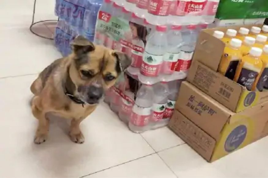 3 महिन्यांपासून कोविड -19 रुग्णालयाबाहेर मालकाची वाट पाहतोय कुत्रा