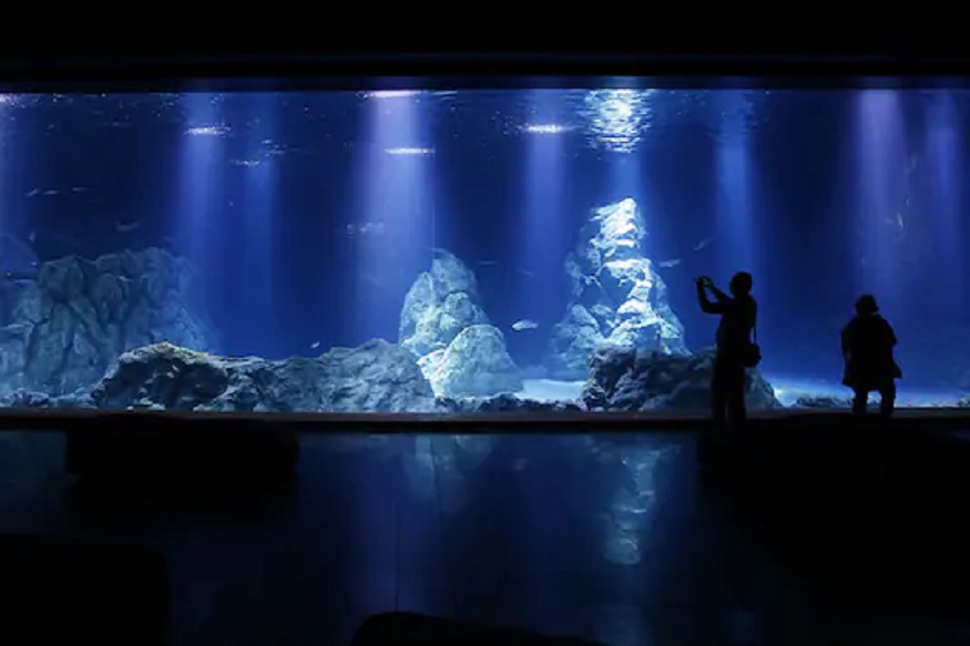 कोरोना लॉकडाऊनचा परिणाम; माणसंच नाही तर माशांनाही आलं डिप्रेशन