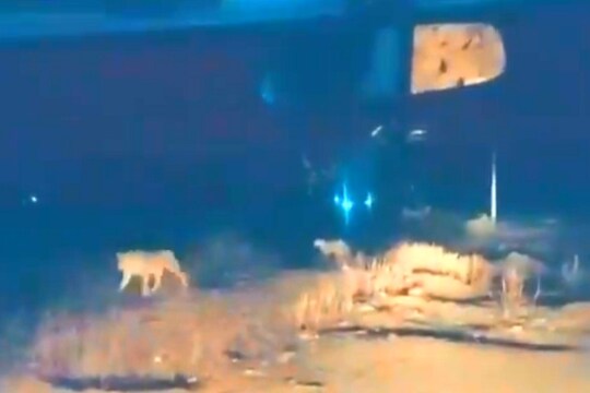 VIDEO : प्रसूतीवेदना होणाऱ्या महिलेला घेऊन निघाली होती अॅम्ब्युलन्स, वाटेत आडवा आला सिंहांचा कळप