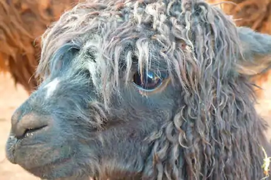 काय म्हणताय! आता 'हा' प्राणी माणसांंना Coronavirus पासून वाचवणार?