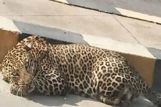 लॉकडाऊनमध्ये रस्त्यावर आराम करत होता बिबट्या, नागरिकांची पळापळ