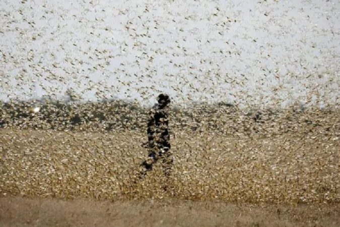 संयुक्त राष्ट्राच्या एका एजन्सीनं फूड अॅण्ड अॅग्रीकल्चर ऑर्गनायझेशननं या संदर्भात सावधानतेचा इशारा दिला आहे. ही टोळधाड या आठवड्यात पाकिस्तानच्या सीमेवर तर पुढच्या दोन आठवड्यात भारतावर हल्लाच्या तयारीत आहे. संयुक्त राष्ट्राच्या एका एजन्सीनं फूड अॅण्ड अॅग्रीकल्चर ऑर्गनायझेशननं या संदर्भात सावधानतेचा इशारा दिला आहे. ही टोळधाड या आठवड्यात पाकिस्तानच्या सीमेवर तर पुढच्या दोन आठवड्यात भारतावर हल्लाच्या तयारीत आहे.