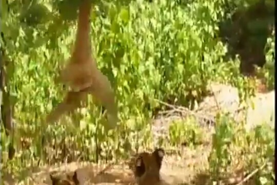 वानरानं वाघाची जिरवली! हल्ला करण्याआधीच मारली थोबाडीत, VIDEO VIRAL