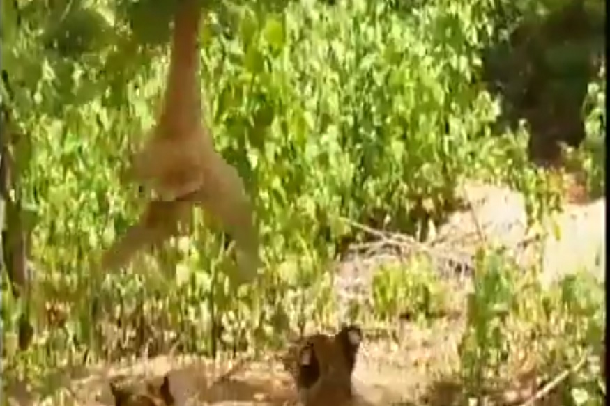 वानरानं वाघाची जिरवली! हल्ला करण्याआधीच मारली थोबाडीत, VIDEO VIRAL
